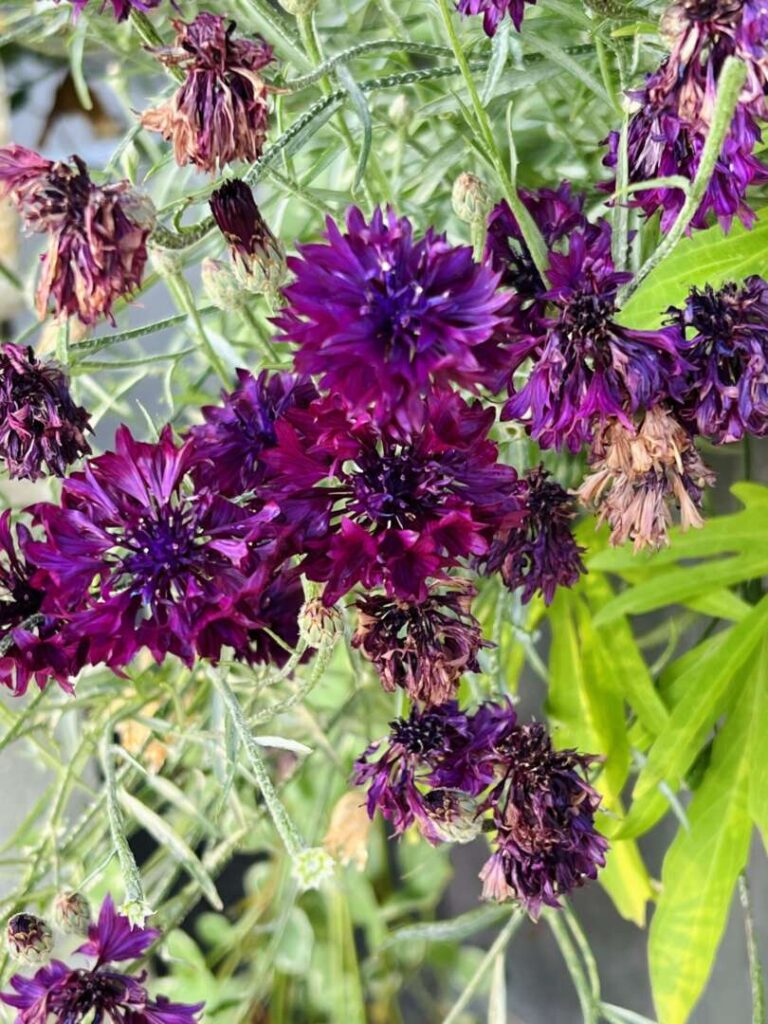 photo of violet cornflowers