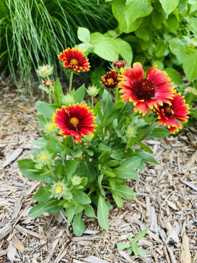 “Blanket Flower, Prairie Firewheel” - Image 8