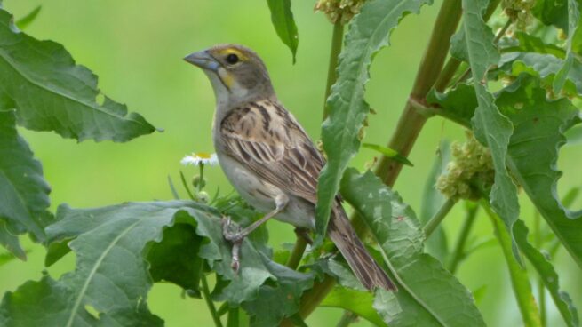 “Dickcissel, a Humble Beauty” - Image 13