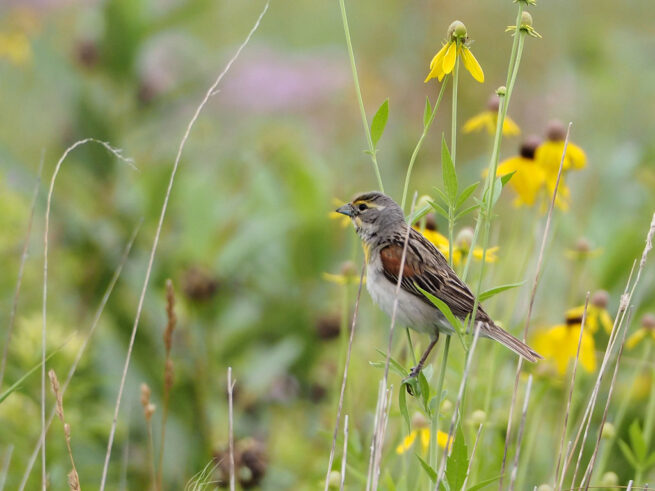 “Dickcissel, a Humble Beauty” - Image 14
