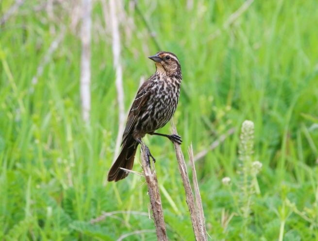 a small bird sitting on top of a dead plant