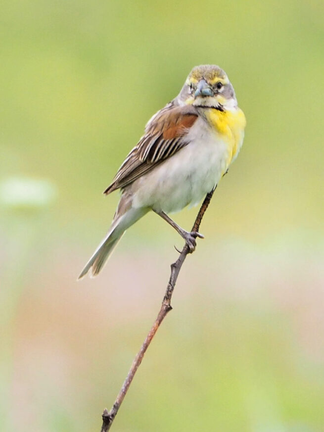 “Dickcissel, a Humble Beauty” - Image 12