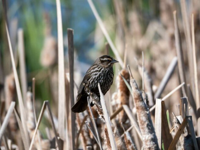 a bird sits on a branch