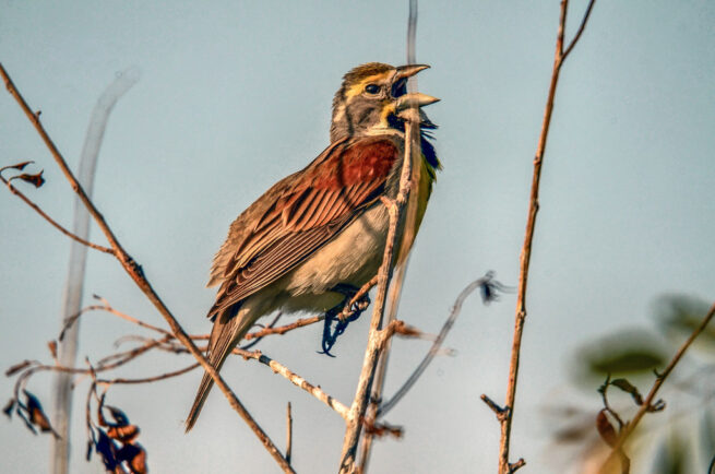 “Dickcissel, a Humble Beauty” - Image 15