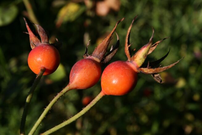 rosehips, roses, orange
