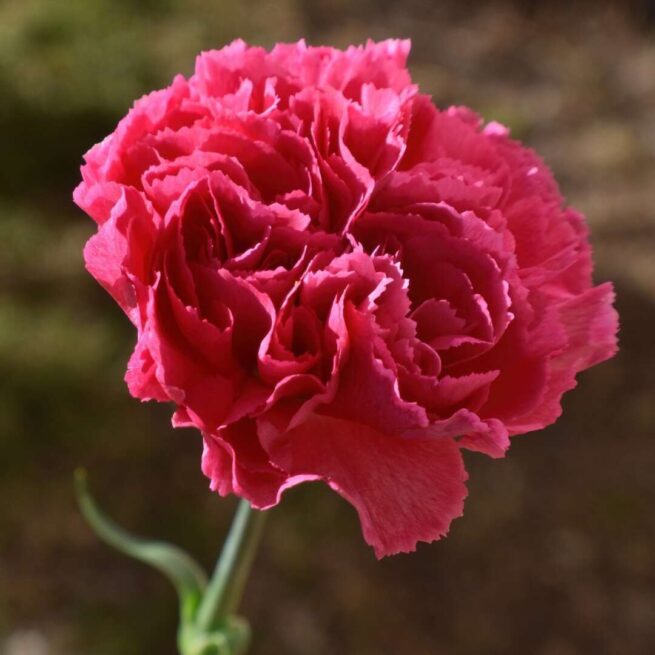 carnation, flower, plant