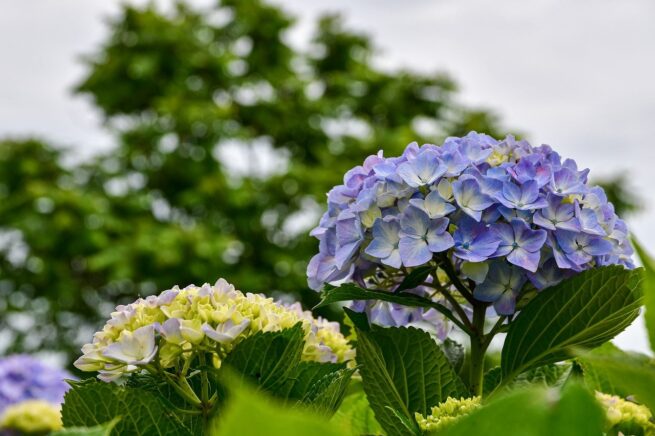 hydrangea, flowers, plant