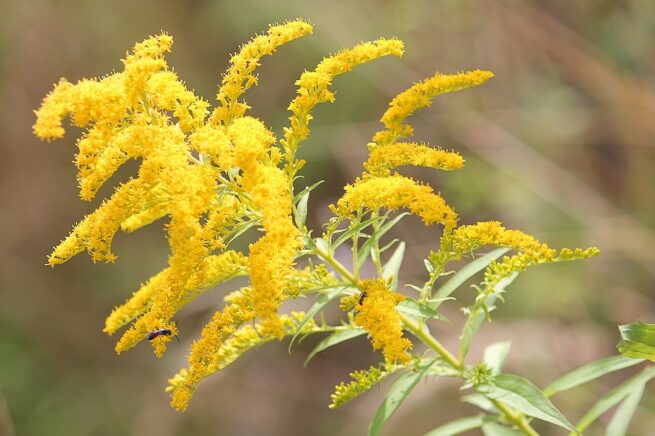 goldenrod, plant, yellow