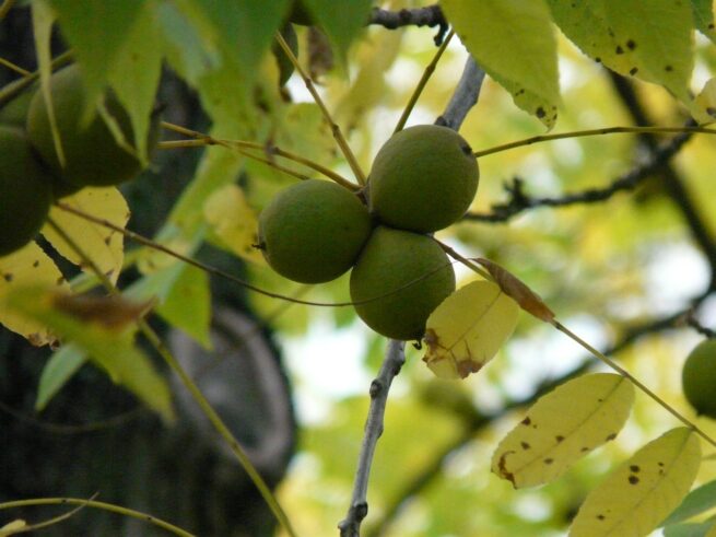 fruit, black walnut, tree