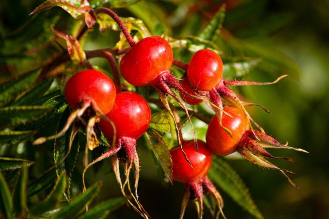 rosehips, rosehip fruits, rosehip plant