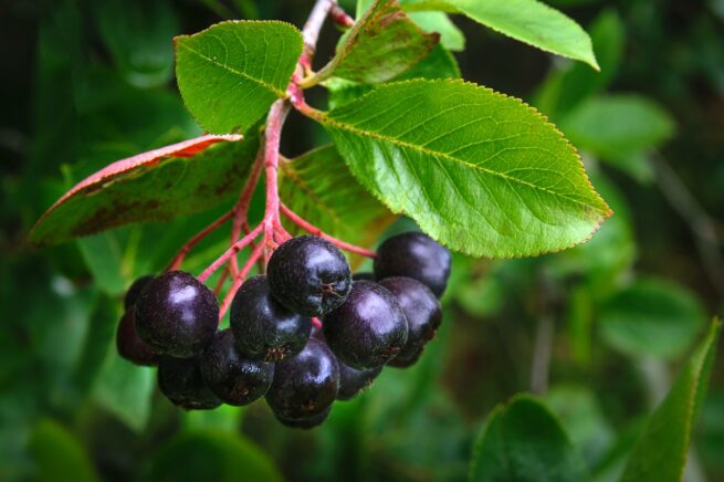 chokeberry fruit, chokeberry, bush