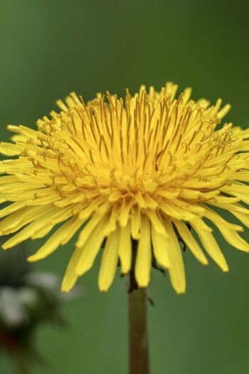 dandelion, flower background, flower