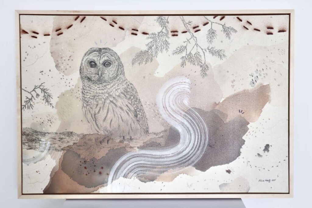 Barred owl
