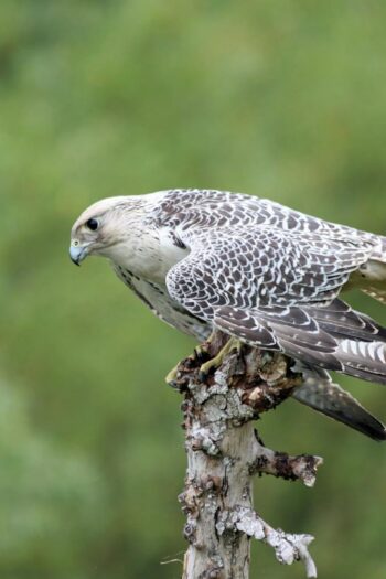 A majestic gyrfalcon in profile perched on a tree stump with a blurred green background.