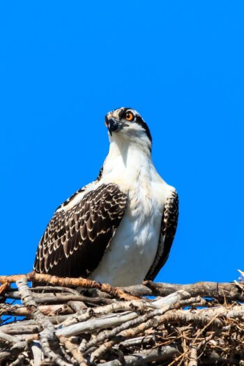 wild, nature, raptor, osprey, wildlife, animal, summer, predator, bird, osprey, osprey, osprey, osprey, osprey