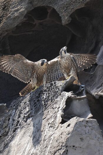 peregrine falcon, birds, animals, hawk, falcon, wildlife, birds of prey, rock, nature, peregrine falcon, peregrine falcon, peregrine falcon, peregrine falcon, peregrine falcon