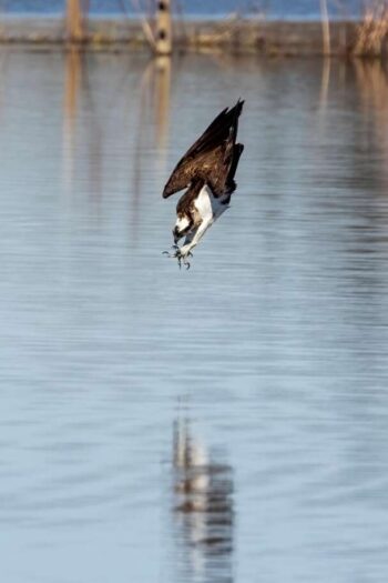 osprey, bird, nature, diving, animal, bird of prey, raptor, wildlife, predator, plumage, reflection