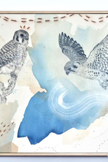"American Kestrel, Small But Fierce"