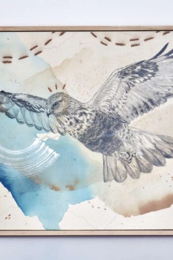 "Rough Legged Hawk, Guardian of the North"