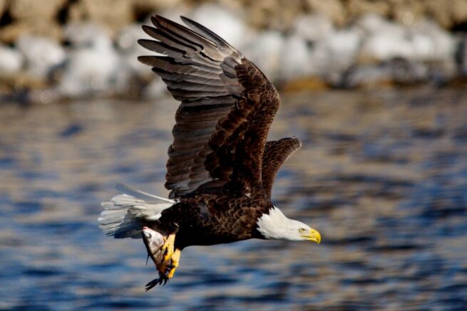 "Bald Eagle, Sacred Emblem & Protector" - Image 20