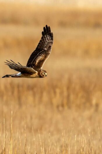 a large bird flying over a dry grass field