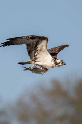 shallow focus photography of white and gray hawk