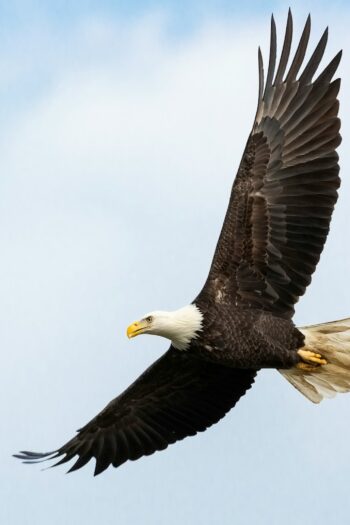 white and brown bald eagle