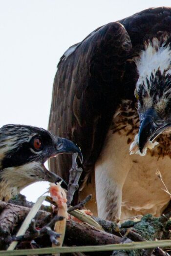 a couple of birds sitting on top of a nest