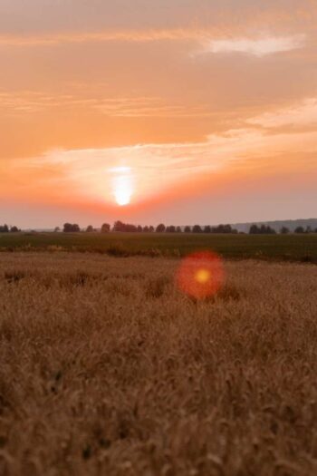 a field with a sunset in the background