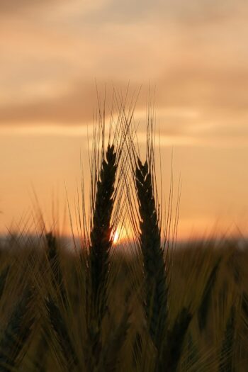 wheat field during golden hour